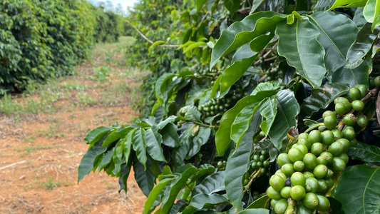 Café Mundo Novo: um tesouro guardado no Bonito.