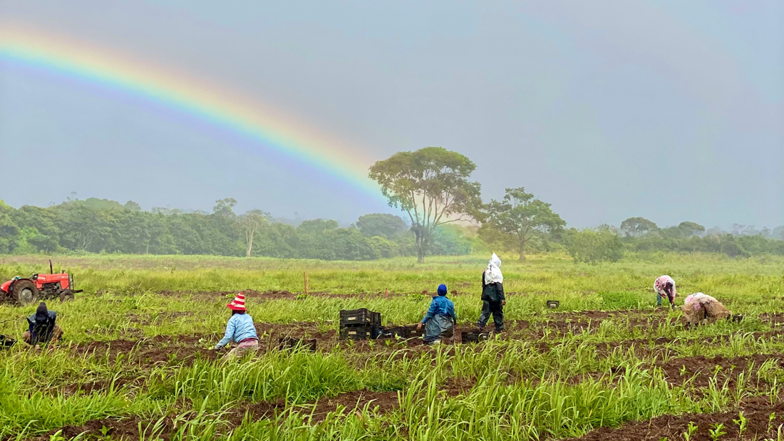 Novo Plantio: a força feminina no cultivo do café em Bonito.